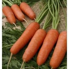 Морковь Карини /500 грамм/ *Bejo Zaden*